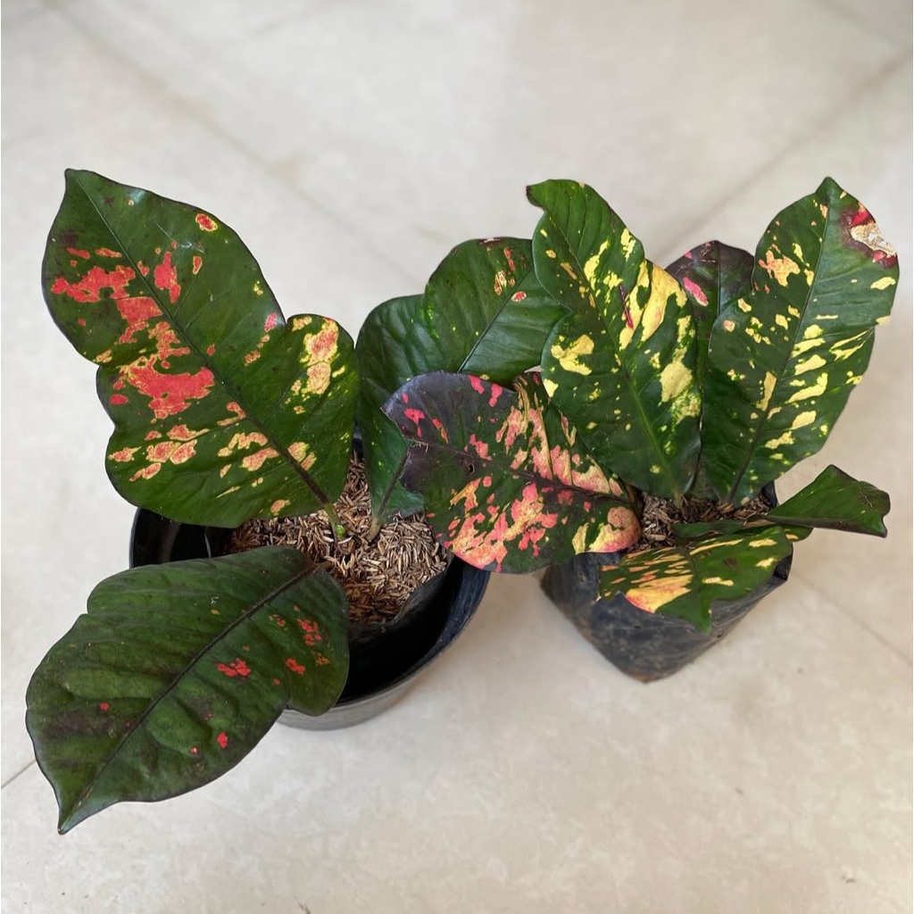 ( NEW RIMBUN ) Tanaman Hias Puring Oskar / Tanaman Indoor Puring Oskar Rimbun