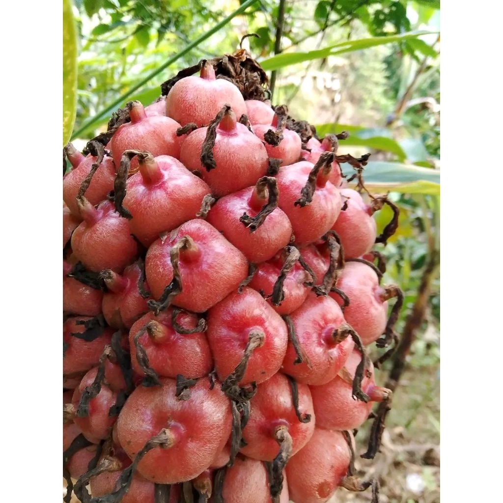 

buah honje buah kecombrang