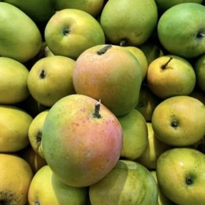 

Buah mangga gedong gincu manis segar buah segar gincu 1 kg