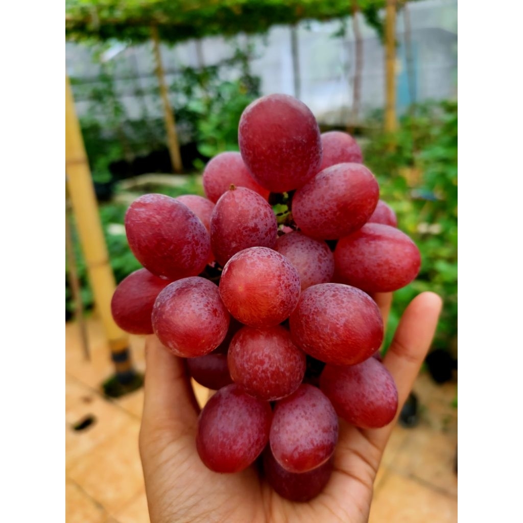 

Bibit Anggur Everest