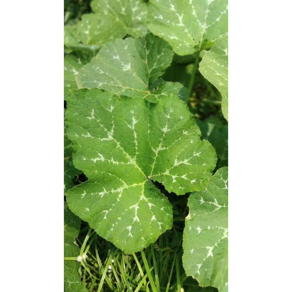 

Daun labu kuning labu besar segar petik langsung 5 tangkai