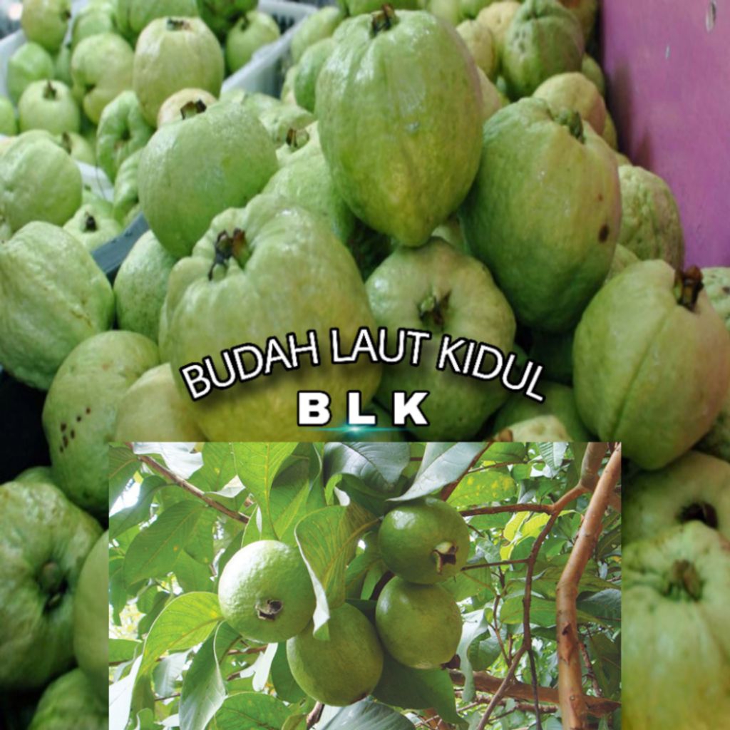 

Buah jambu biji | buah jambu biji | 1pcs = 500