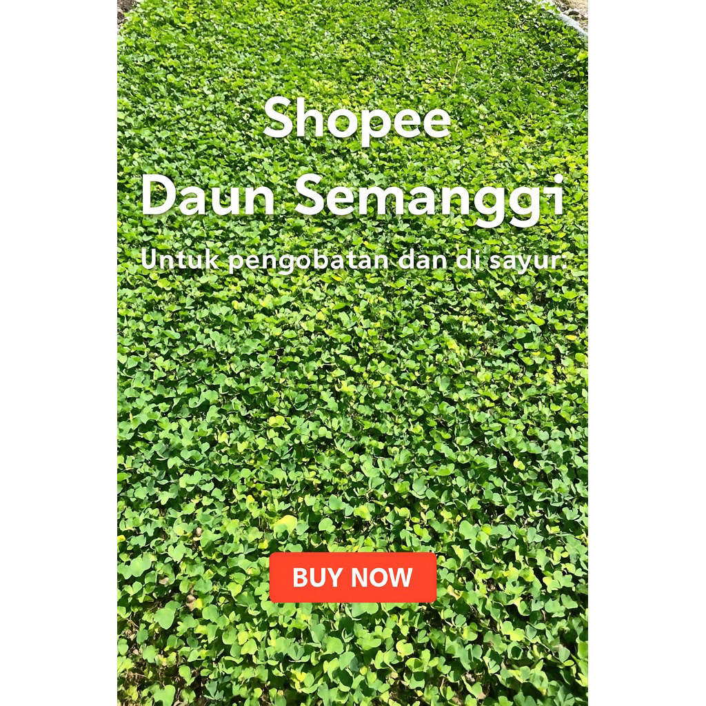 

Daun semanggi 1,5 ons untuk di sayur dan untuk pengobatan