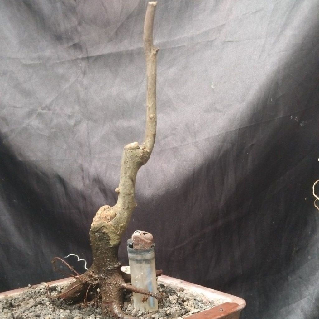 Bahan Bonsai Amplas Hitam Dongkelan Alam Small Medium Size The Maxx 30 cm real pick