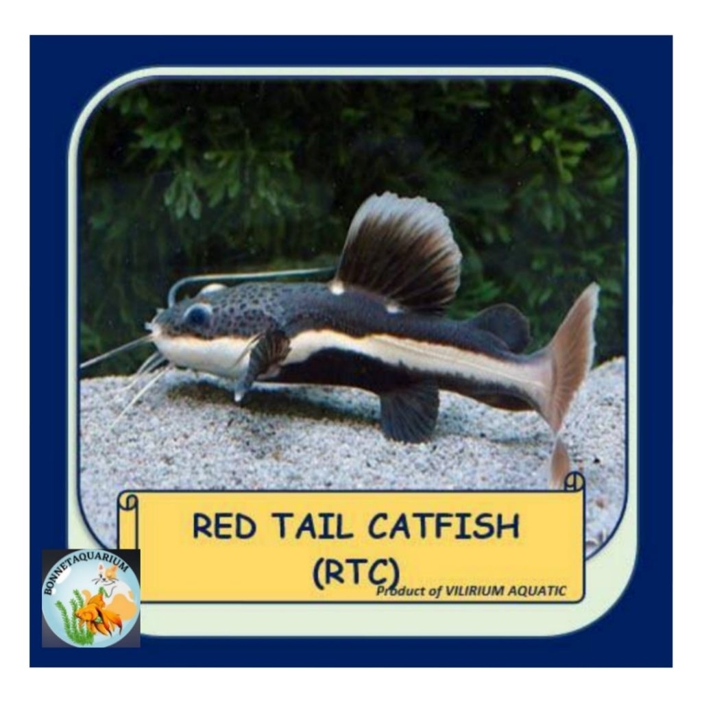 Ikan Hias RTC Red Tail Catfish Cat fish ONLY INSTAN