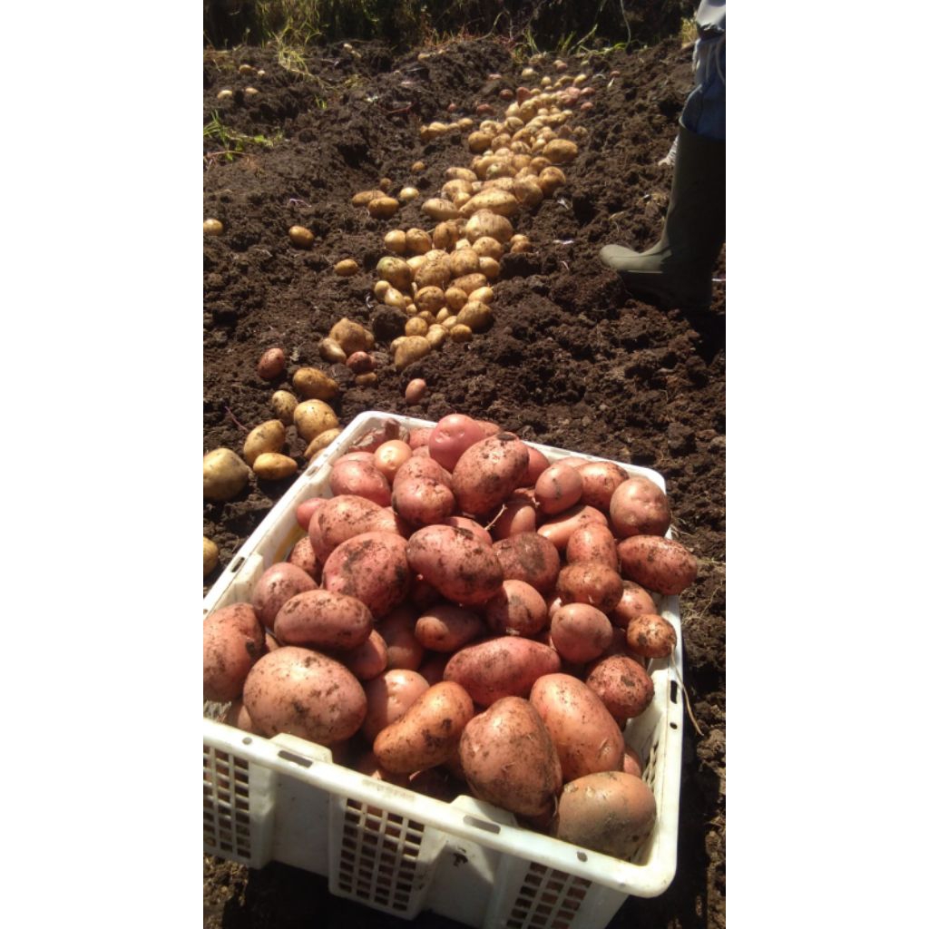

Kentang Dieng Berkualitas Kentang Merah - Pusat Grosir Kentang Dieng