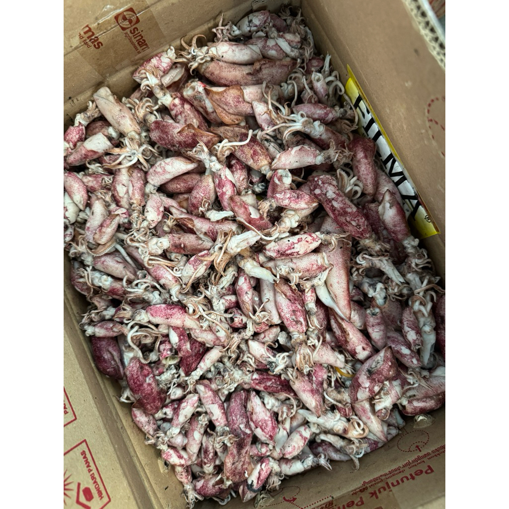 

Cumi Jarum Premium Super