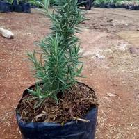 Tanaman Hias Pengusir Nyamuk Rosemarry - Tanaman Outdoor