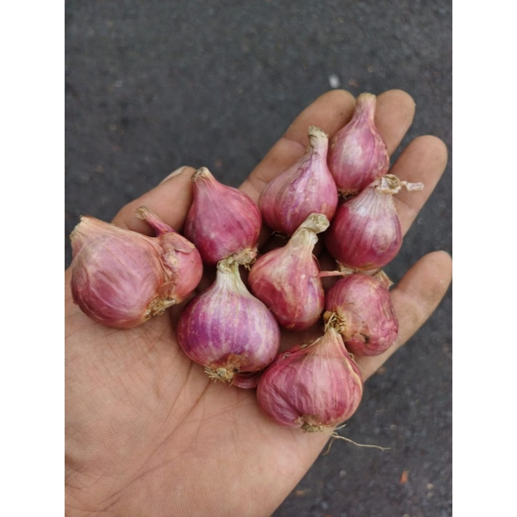 

bawang merah brebes