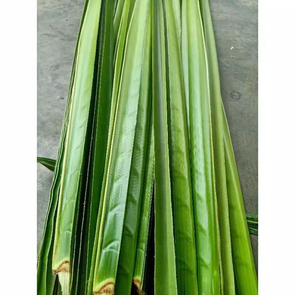 

Janur daun kelapa tua, 20grm/lidi/sulur