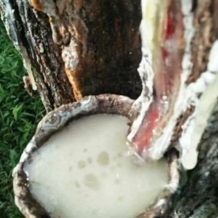 getah Pinus asli 100 persen,resin pinus cocok untuk ternak lebah, trigona, kelulut, dan keperluan pe