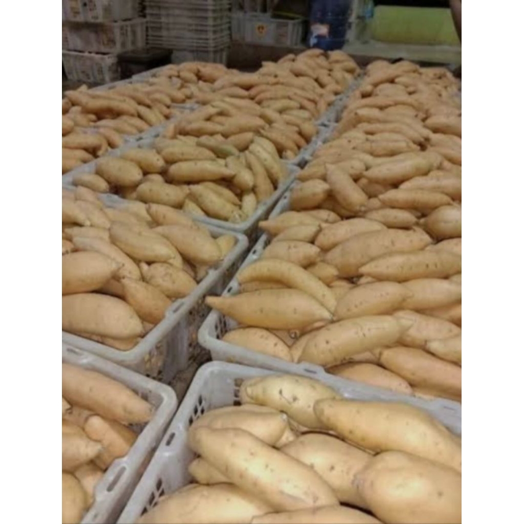 

UBI CILEMBU MADU SIAP OPEN SUPER FRESH 1KG