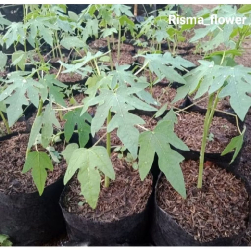 POHON PEPAYA CALIFORNIA - BIBIT UNGGUL PEPAYA CALIFORNIA