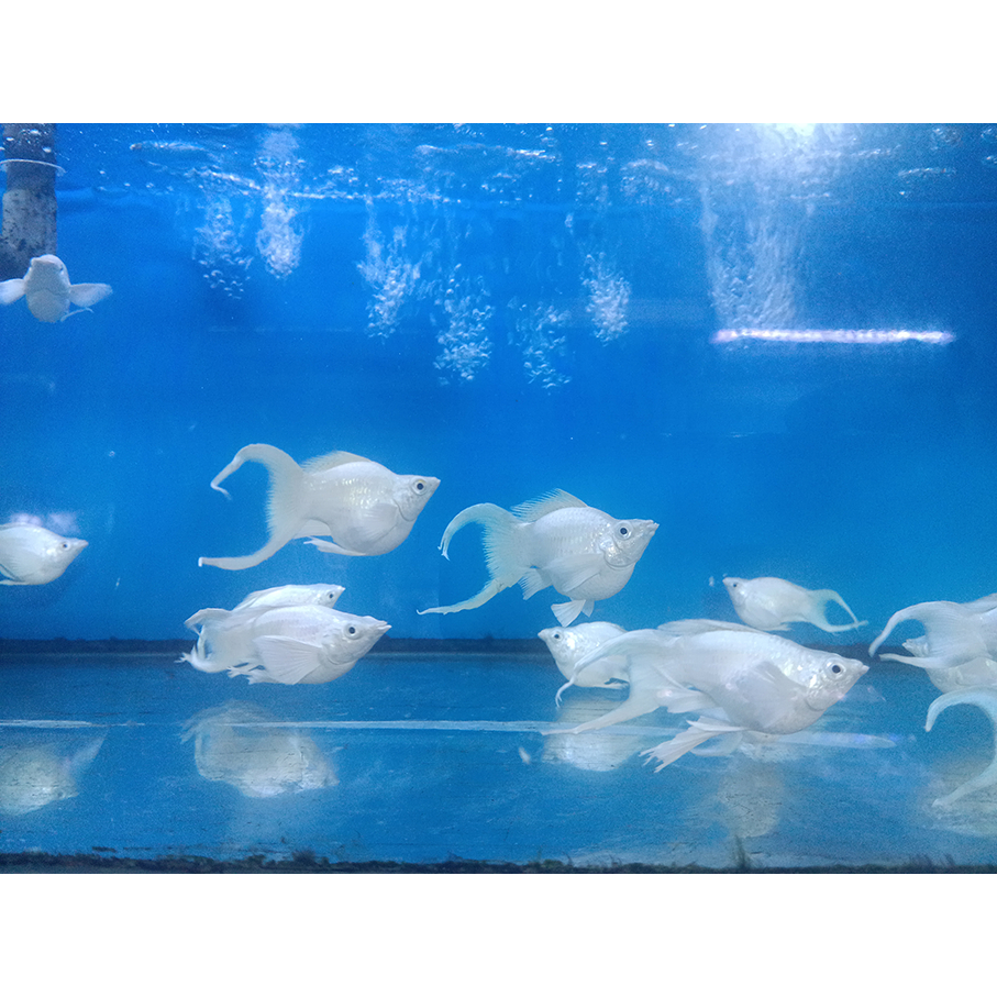 Ikan Hias Molly Platinum Balon Ekor Cawang / Molly Platinum Balon Ekor Cagak / Ikan Hias Air Tawar
