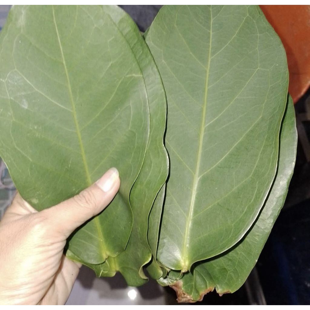 

daun jambu air segar 250g