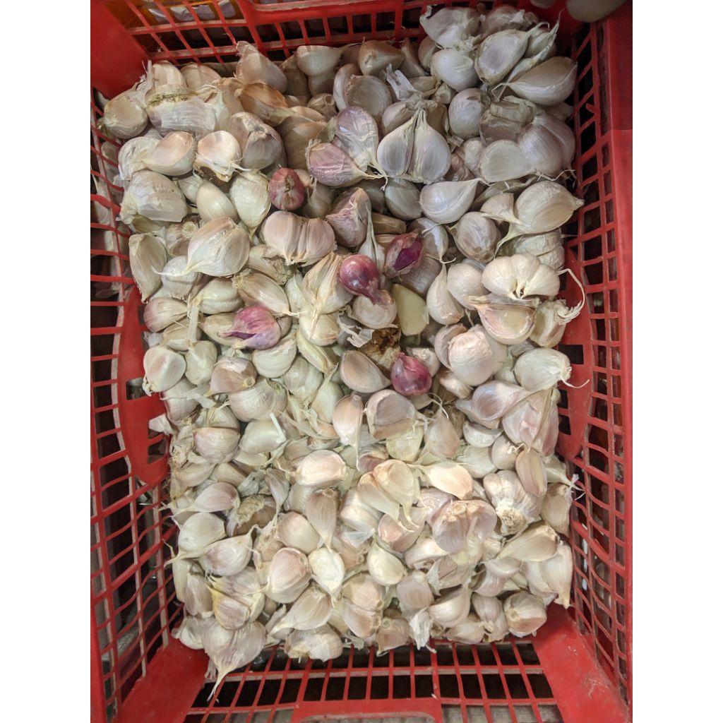 

BAWANG PUTIH KATING BERSIH SEGAR