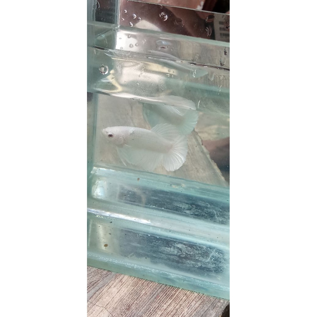 ikan cupang hias cupang plakat white platinum hiasan akuarium