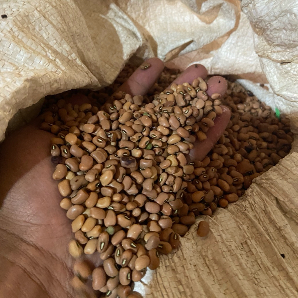 

Kacang Tolo/Kacang Tunggak/Kacang Merah Tolo