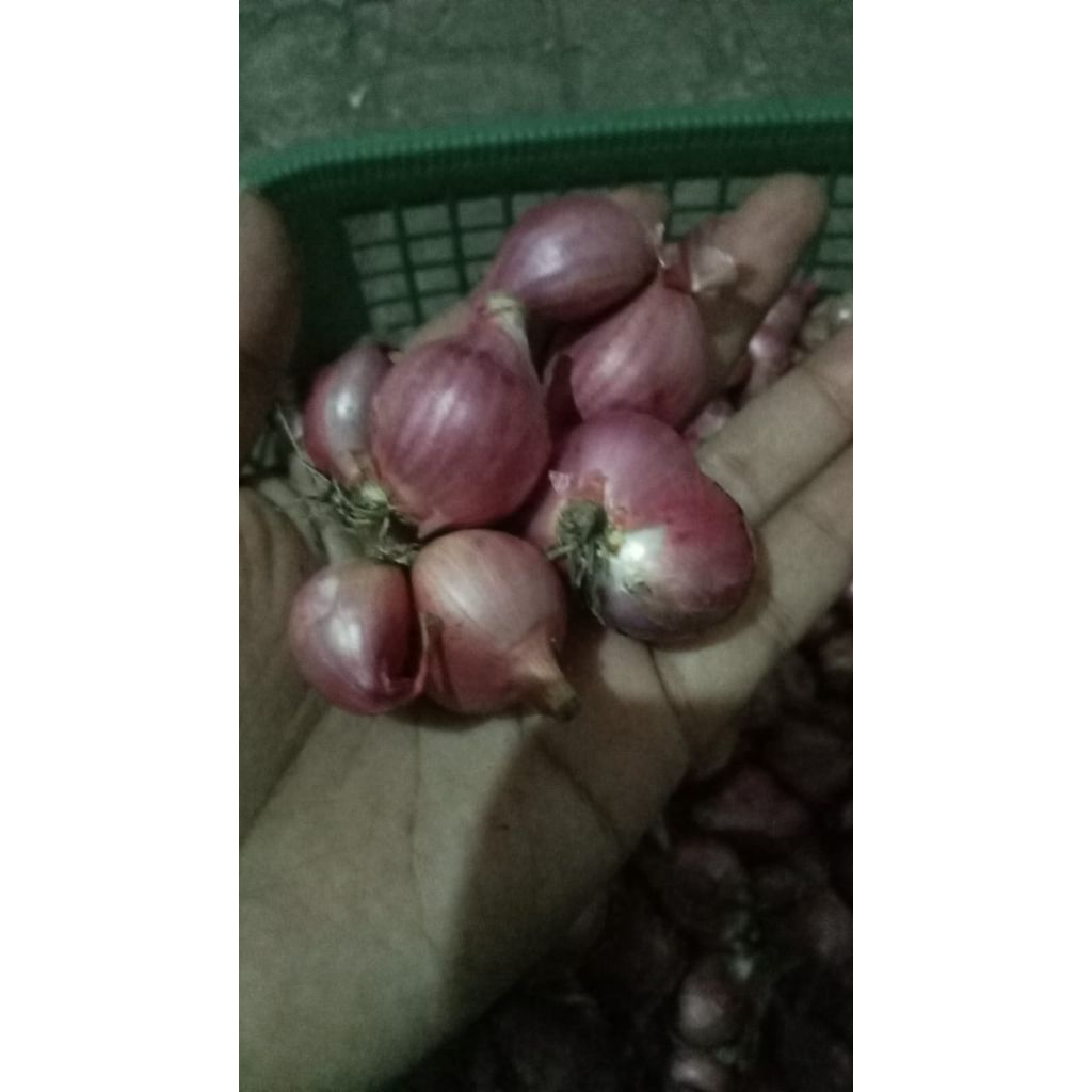 

brambang asli nganjuk