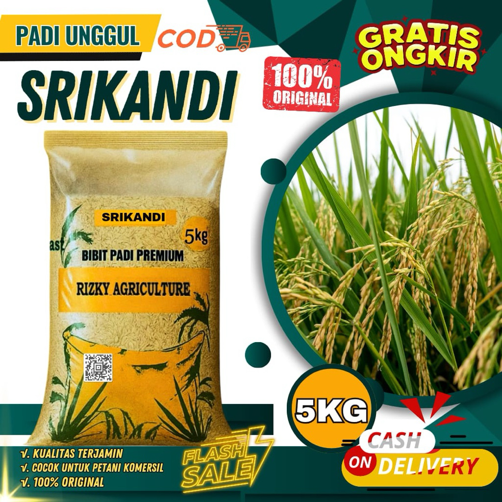 BENIH PADI BIBIT PADI SRIKANDI BIBIT UNGGUL KEMASAN 5KG
