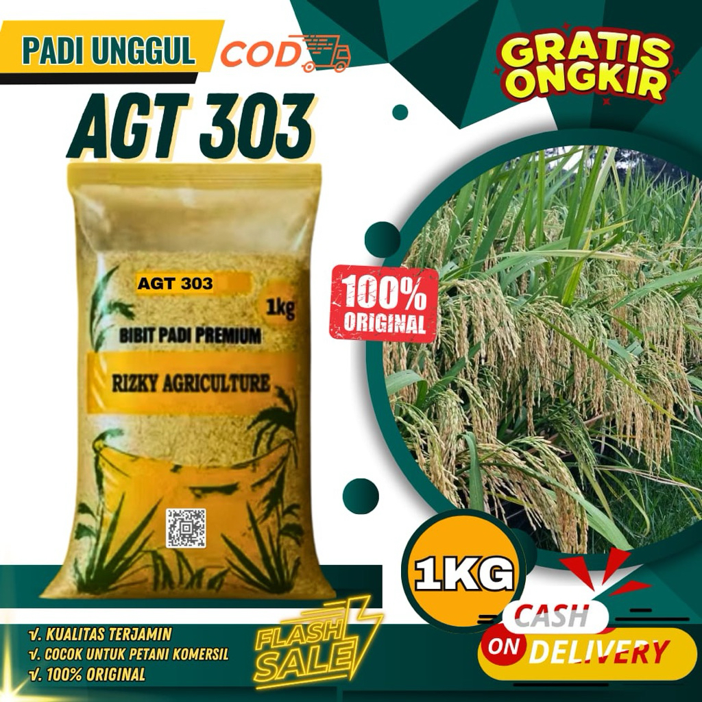 BENIH PADI BIBIT PADI AGT 303 KUALITAS UNGGUL 1 KG
