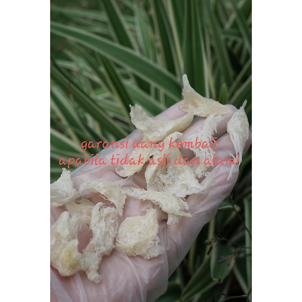 

Sarang Burung Walet Bersih Kakian Besar Natural 100 Gram