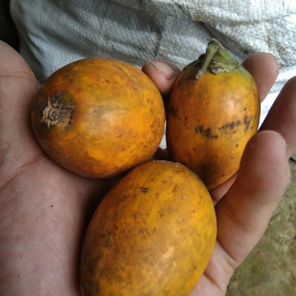 

Buah Pinang Tua Segar 1 kg / Buah pinang jambe matang dipohon