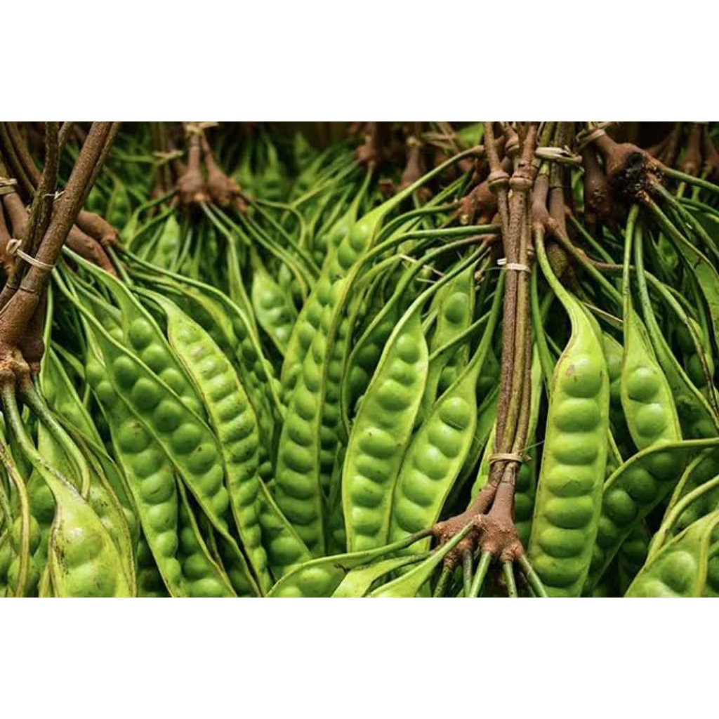 

Pete / Petai Cantik Fresh 1 papan (Sayuran segar) (Lalapan Segar)