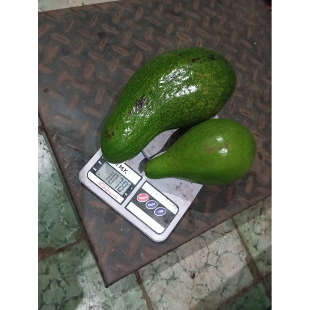 

ALPUKAT MENTEGA ASLI MURIA ( packing free bubblewrap )