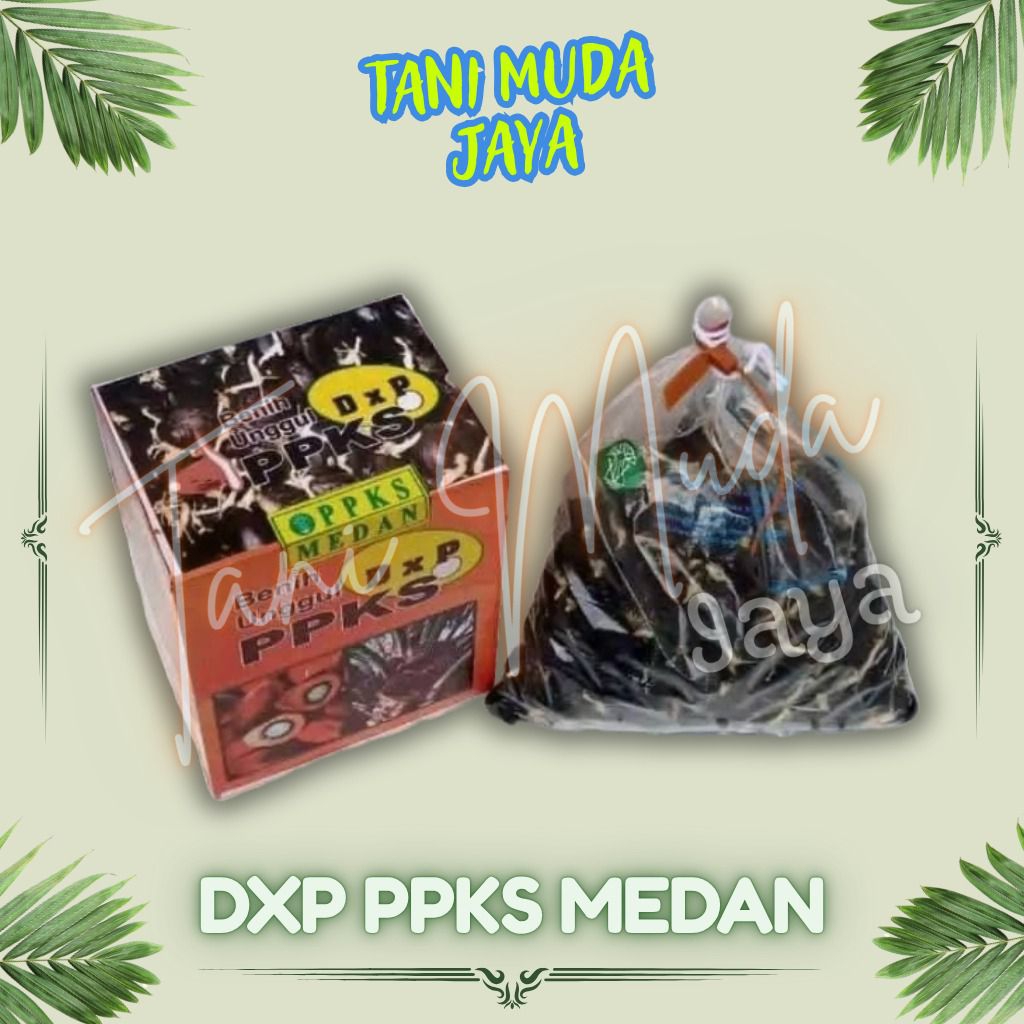 benih bibit sawit varietas Dxp PPKS 540 unggul bersertifikat