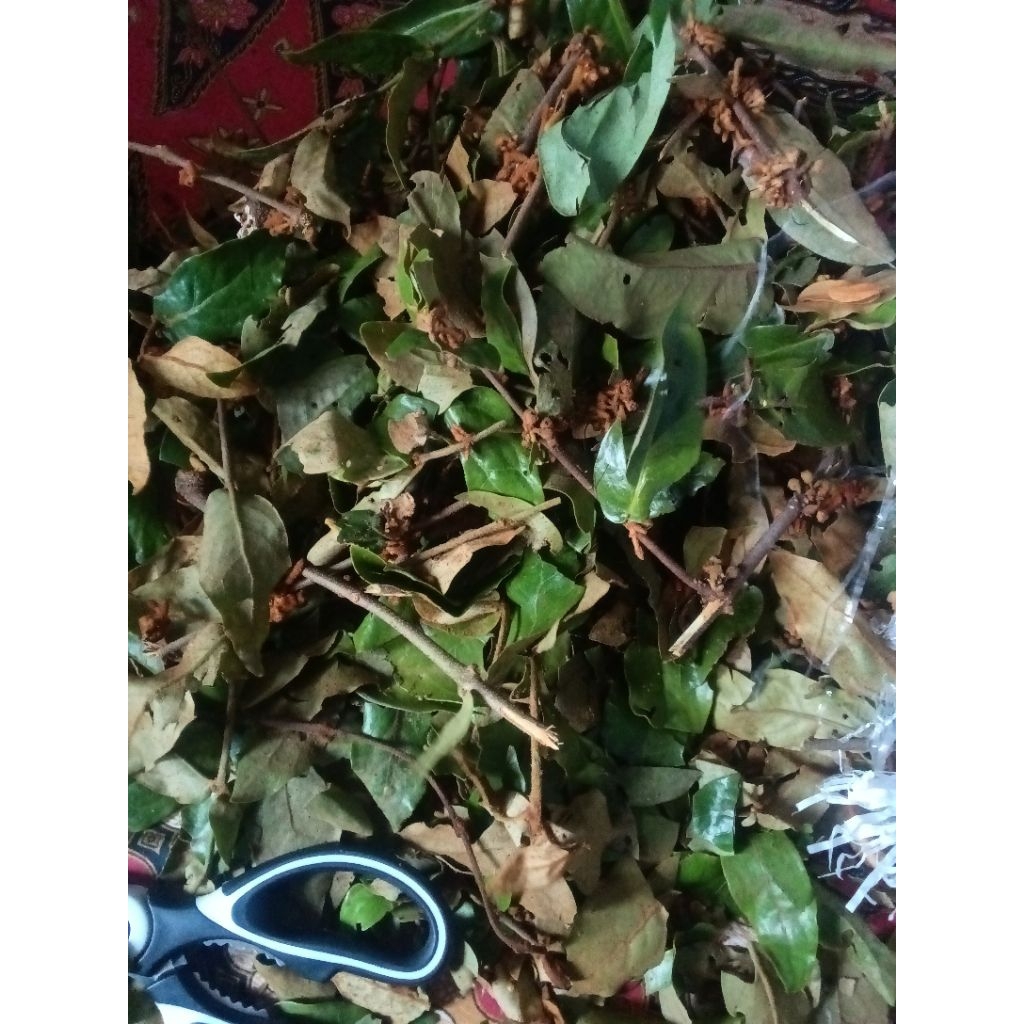 

Benalu kopi segar 500gram tiap hari panen dari ladang kopi robusta