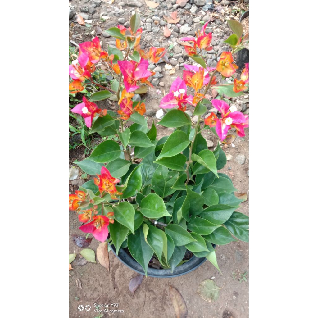 Bougenvil Id Sufia Indiana / Sufia India bunga gradasi cantik / Bibit Ori Sufia India
