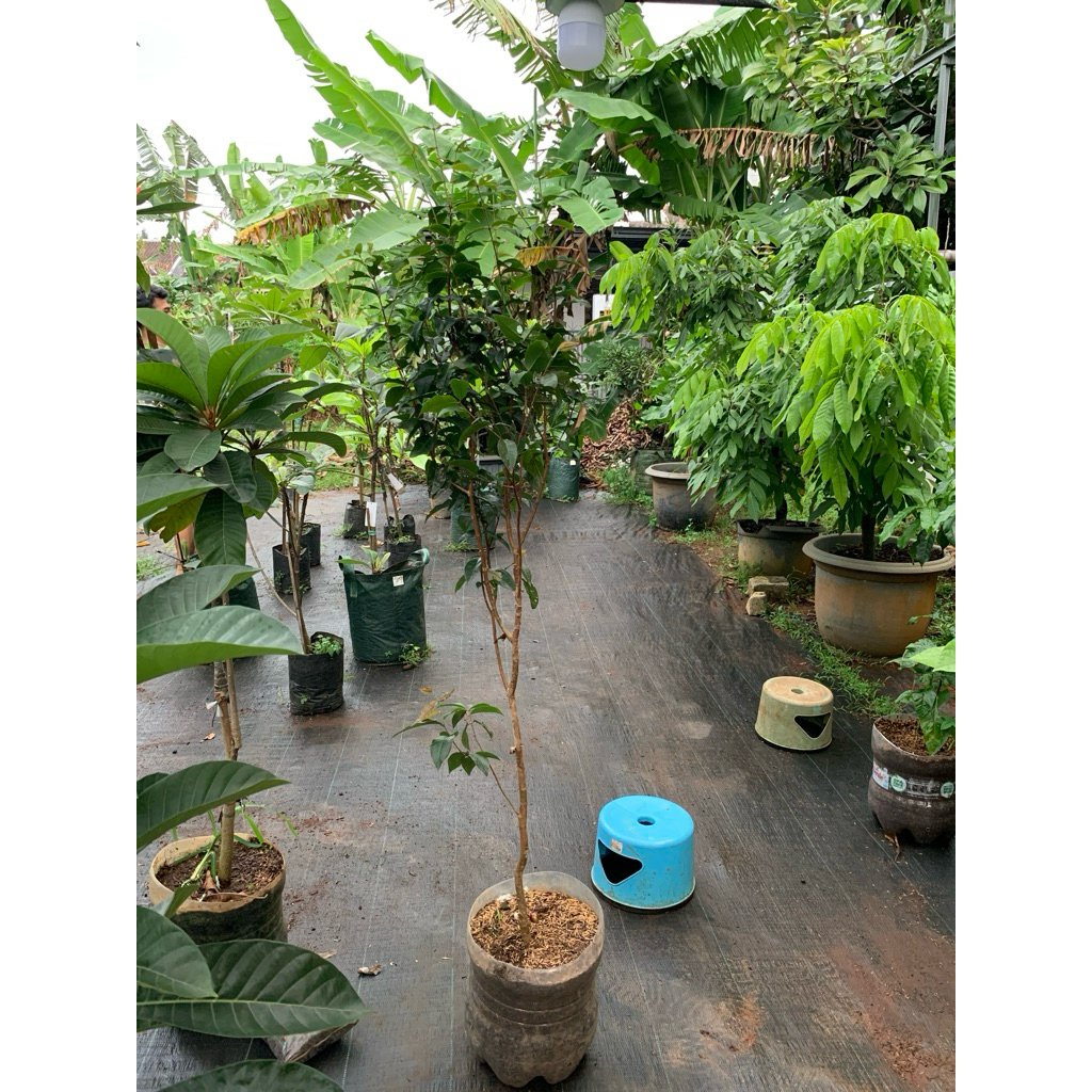 

Anggur buah escarlet