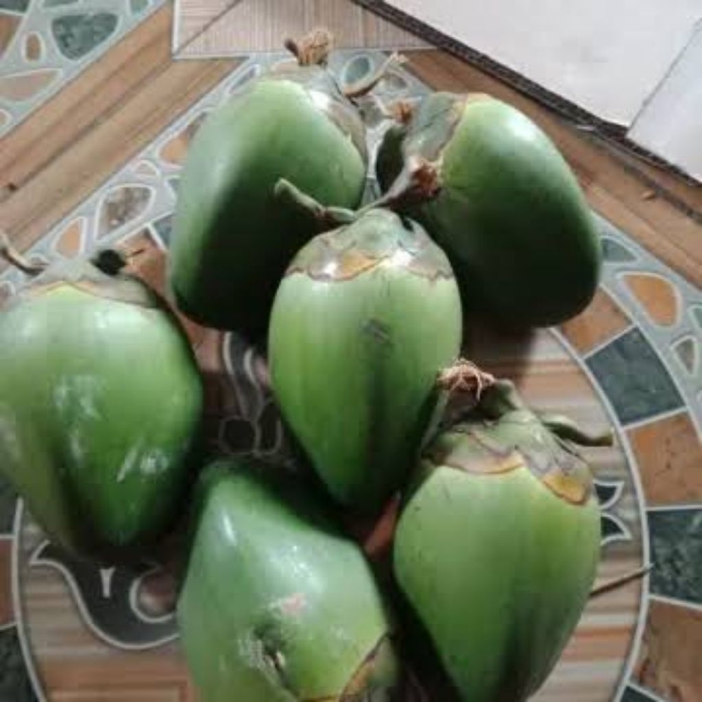 

tembuluk pentil jumbo fresh seger Kualitas terbaik obat tradisional