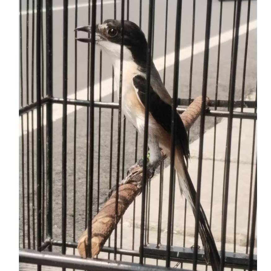 PENTET/CENDET BLANGKON MADURA ASLI FULLSET GRATIS ONGKIR INSTAN