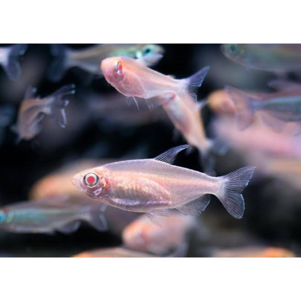 ikan congo tetra albino kecil