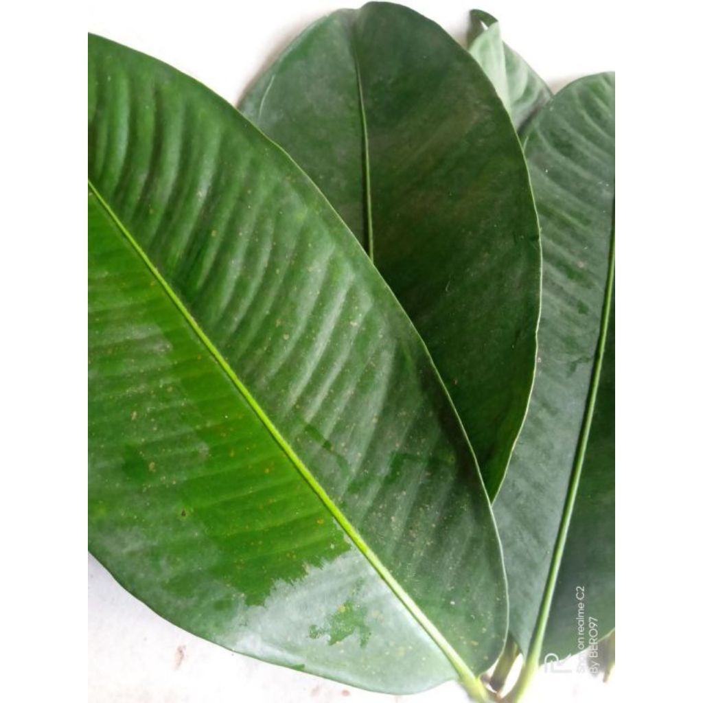 

Daun manggis per 500 Gram