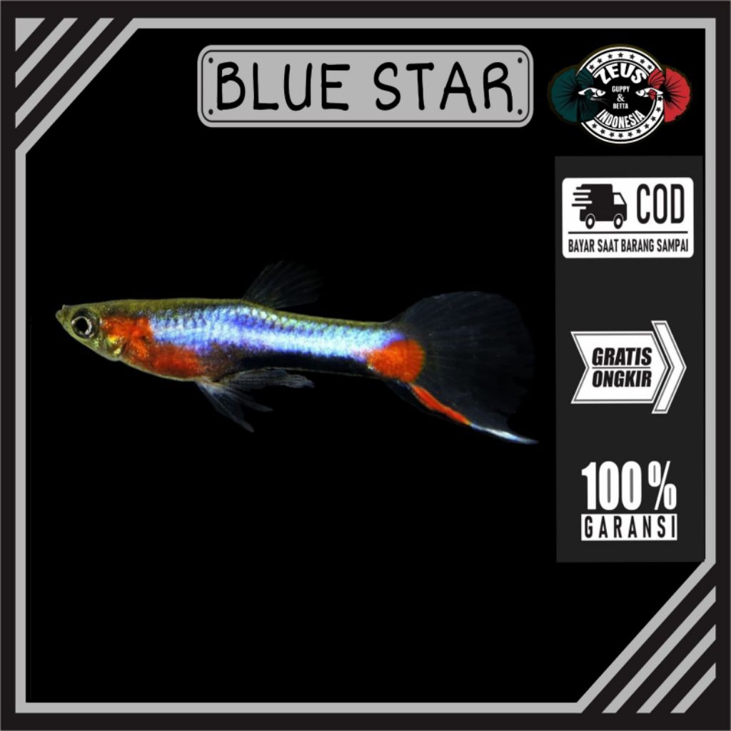 endler blue star