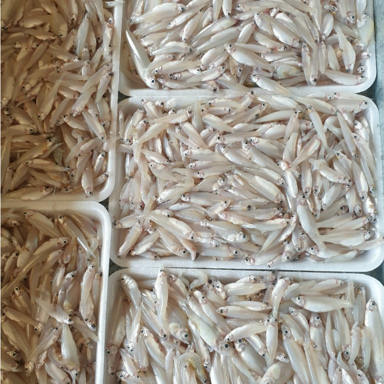 Ikan Teri Basah Segar 1Kg Ikan Teri Gepeng