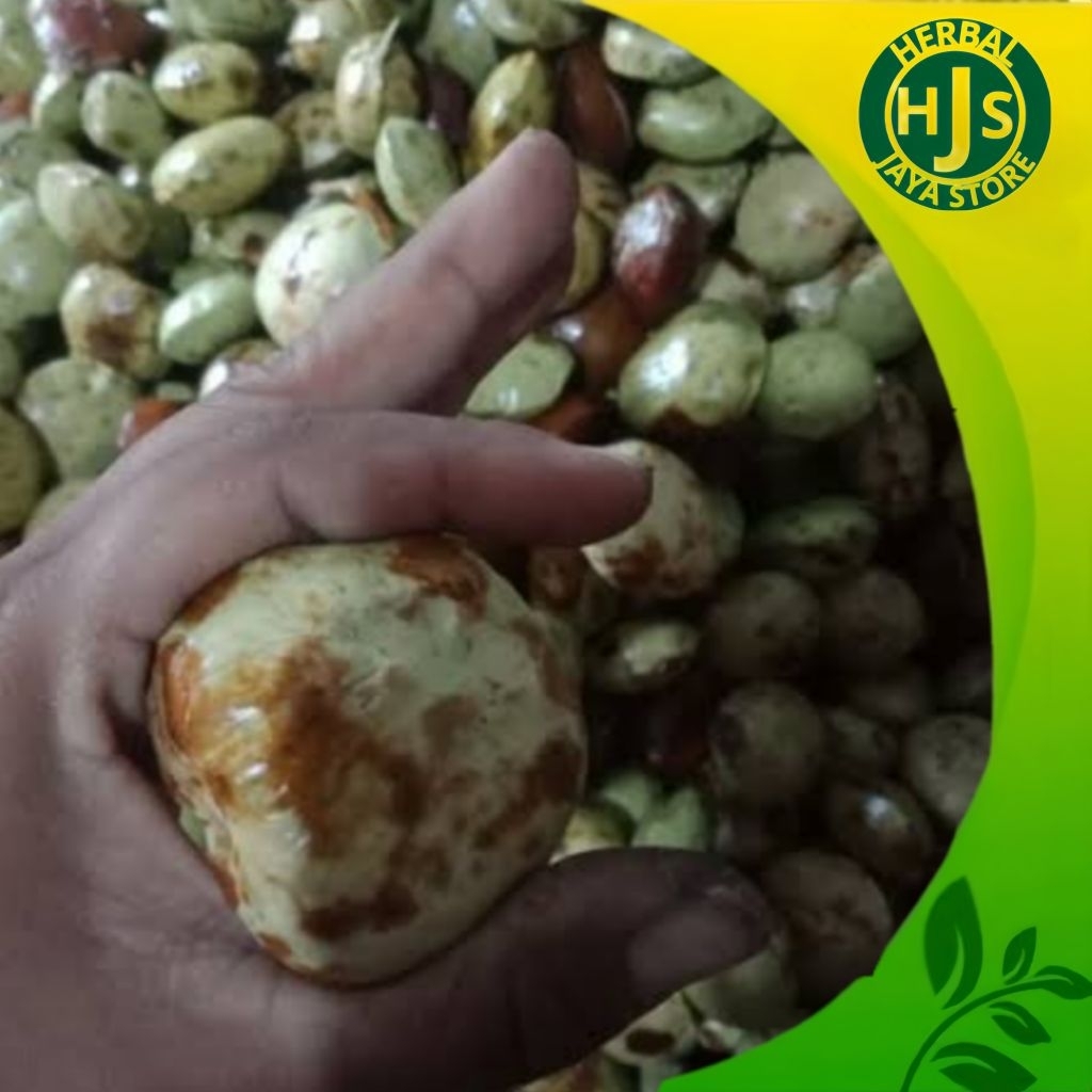 

Jengkol Tua Super Pulen Murah 1kg