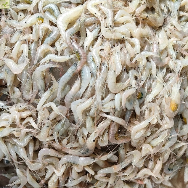 Udang Vaname Kecil Baby Udang Vaname Segar Seafood Udang Segar 1Kg / Udang Kecil Segar