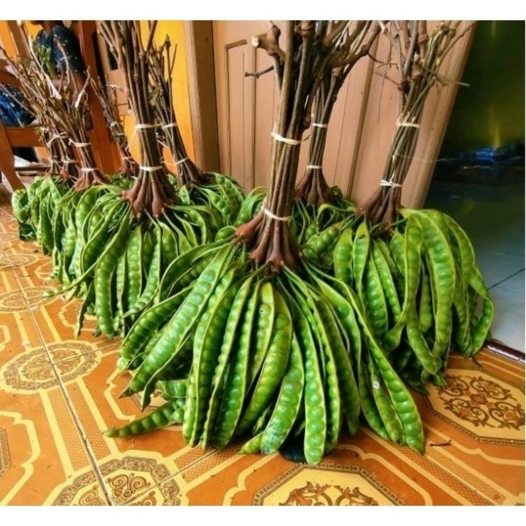 

PETE/PETAI TUA FRESH 1 PAPAN LONJOR BARU PETIK