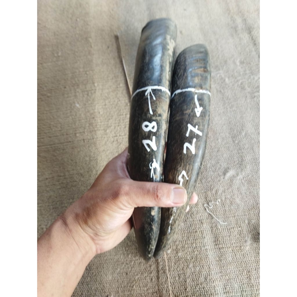 tanduk kerbau betina