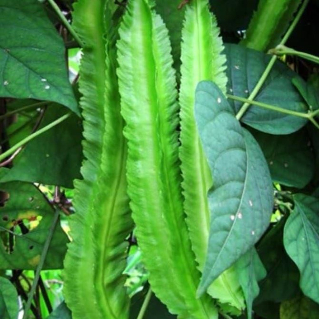 

Sayur Kecipir Muda | 250gr / 500gr | Sayuran Segar