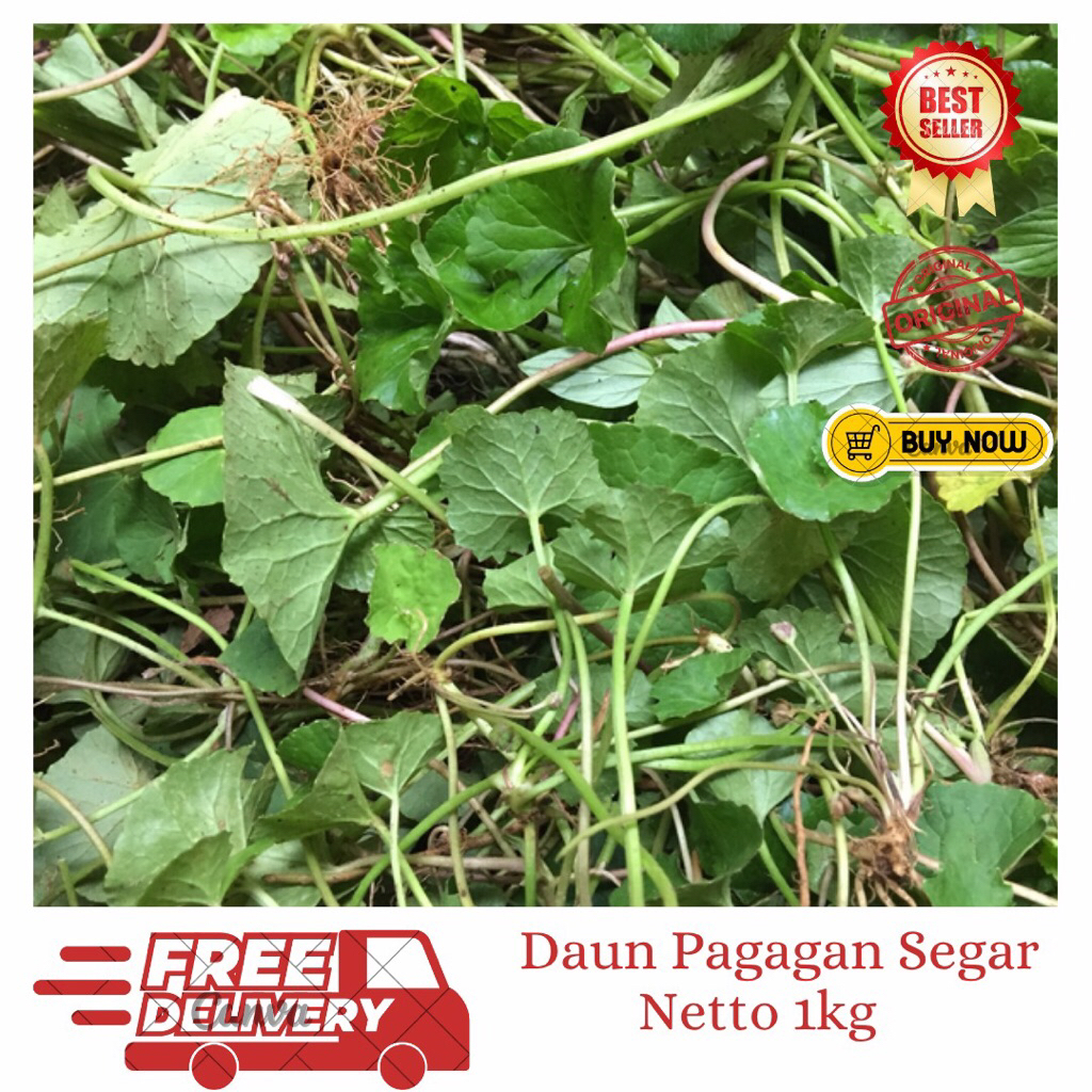 

Daun Pagagan Segar 1kg/Daun Antanan Segar