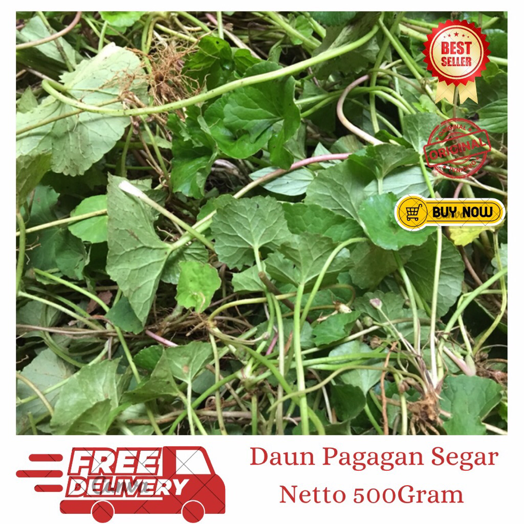 

Daun Pagagan Segar 500gram-Daun Antanan Segar