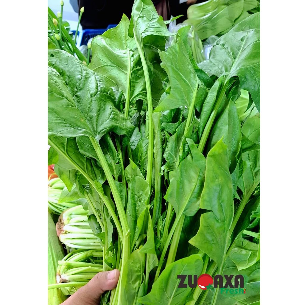 

Sayur Bayam Jepang / Horenzo / Spinacia oleracea / Horenso 250gr / 500gr / 1kg