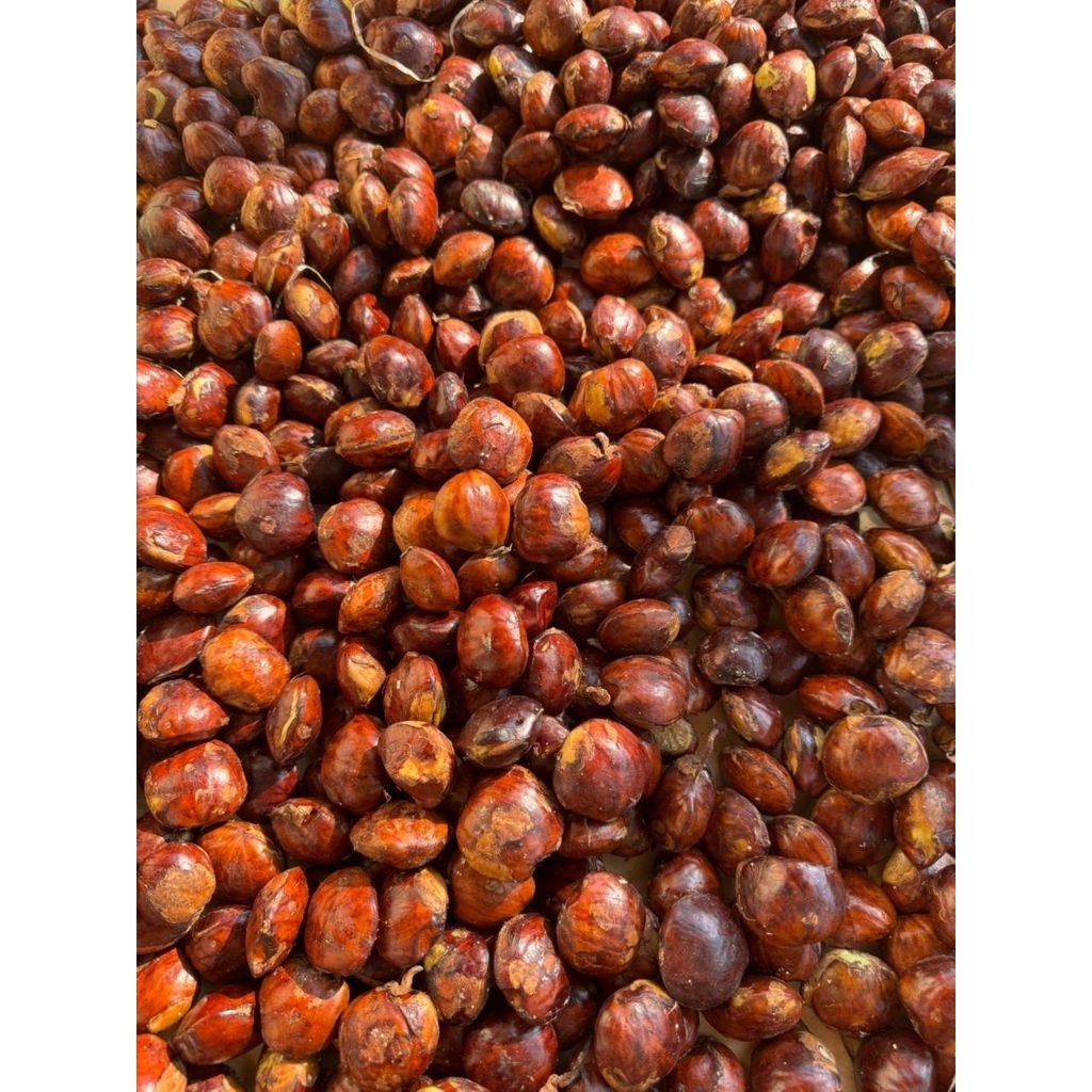 

JENGKOL TUA DAN BESAR 1KG