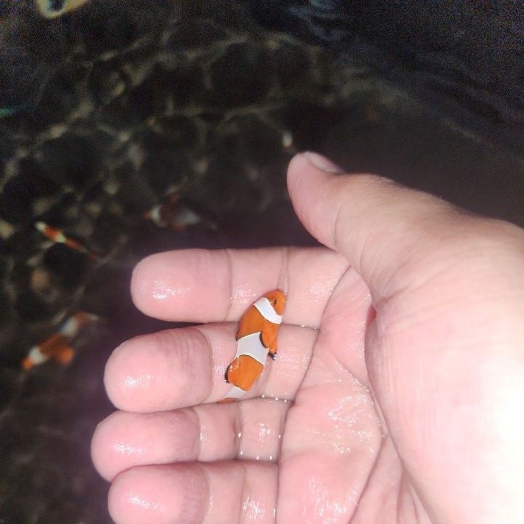 ikan hias air laut nemo