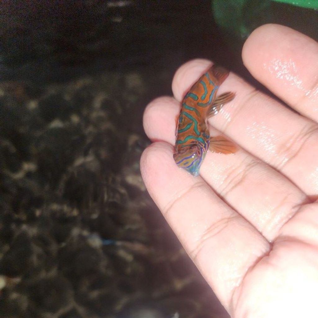 ikan hias air laut mandarin asli